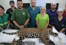 Como funciona a complexa logística de transporte aéreo e reabilitação médica para salvar a onça-pintada resgatada na Amazônia