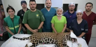 Como funciona a complexa logística de transporte aéreo e reabilitação médica para salvar a onça-pintada resgatada na Amazônia