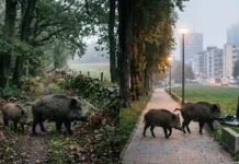 Estudos de genética revelam como javalis urbanos e rurais estão se dividindo em populações biológicas distintas na Europa