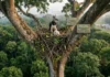 Parcerias sustentáveis entre proprietários de terras e biólogos garantem o futuro do gavião-real no coração da Amazônia e do Cerrado