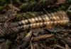 Como a cascavel da Amazônia usa truque sonoro sofisticado para enganar o ouvido humano e afastar potenciais predadores