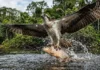 Como a águia-pescadora viaja do Canadá até a Amazônia usando garras reversíveis exclusivas para capturar peixes com precisão cirúrgica
