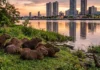 Como a capivara domina as margens urbanas da Amazônia usando um complexo sistema social baseado em haréns