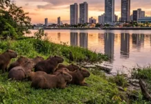 Como a capivara domina as margens urbanas da Amazônia usando um complexo sistema social baseado em haréns