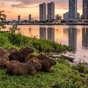 Como a capivara domina as margens urbanas da Amazônia usando um complexo sistema social baseado em haréns
