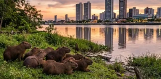 Como a capivara domina as margens urbanas da Amazônia usando um complexo sistema social baseado em haréns
