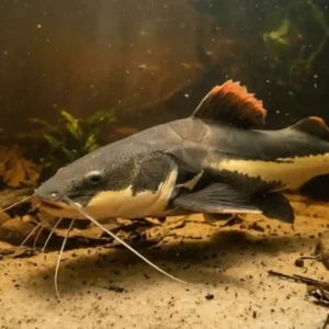 Como a coloração exuberante e os barbilhões biológicos da pirarara amazônica ajudam a mapear o fundo escuro dos rios da bacia