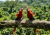 Como os povos indígenas mapearam a Amazônia nomeando a arara a partir de seu marcante canto repetitivo em língua tupi