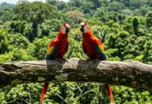 Como os povos indígenas mapearam a Amazônia nomeando a arara a partir de seu marcante canto repetitivo em língua tupi