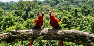 Como os povos indígenas mapearam a Amazônia nomeando a arara a partir de seu marcante canto repetitivo em língua tupi