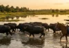 Como a Ilha de Marajó consolidou os búfalos como símbolo do turismo rural sustentável em meio aos campos alagados do Pará