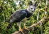 Como o gavião-real usa garras com pressão de rottweiler para caçar presas pesadas nas copas das árvores da Amazônia