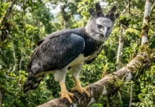 Como o gavião-real usa garras com pressão de rottweiler para caçar presas pesadas nas copas das árvores da Amazônia
