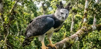 Como o gavião-real usa garras com pressão de rottweiler para caçar presas pesadas nas copas das árvores da Amazônia