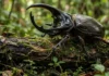 Como o besouro-rinoceronte da Amazônia ergue oitocentas vezes o próprio peso e atua na fertilização do solo florestal