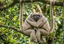 Como o muriqui-do-norte, o maior primata das Américas, constrói sociedades pacíficas baseadas em abraços na Mata Atlântica