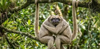 Como o muriqui-do-norte, o maior primata das Américas, constrói sociedades pacíficas baseadas em abraços na Mata Atlântica