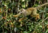 Como o macaco-de-cheiro usa a urina como um GPS químico para guiar bandos gigantescos na Floresta Amazônica