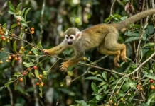 Como o macaco-de-cheiro usa a urina como um GPS químico para guiar bandos gigantescos na Floresta Amazônica