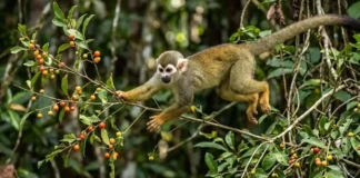 Como o macaco-de-cheiro usa a urina como um GPS químico para guiar bandos gigantescos na Floresta Amazônica