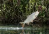 Como a matrinxã salta fora da água para comer frutas das árvores nas margens dos rios da Floresta Amazônica