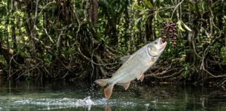 Como a matrinxã salta fora da água para comer frutas das árvores nas margens dos rios da Floresta Amazônica