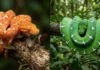 Como a cobra-papagaio da Amazônia transforma sua pele de laranja para verde brilhante ao longo da vida