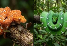 Como a cobra-papagaio da Amazônia transforma sua pele de laranja para verde brilhante ao longo da vida