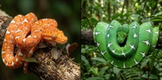 Como a cobra-papagaio da Amazônia transforma sua pele de laranja para verde brilhante ao longo da vida