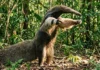 Como as garras poderosas e a língua rápida do tamanduá-bandeira garantem sua sobrevivência na Amazônia contra predadores