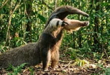 Como as garras poderosas e a língua rápida do tamanduá-bandeira garantem sua sobrevivência na Amazônia contra predadores