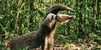 Como as garras poderosas e a língua rápida do tamanduá-bandeira garantem sua sobrevivência na Amazônia contra predadores
