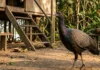 Como o jacamim combina instinto territorial aguçado e comportamento gregário para atuar como cão de guarda nas comunidades ribeirinhas da Amazônia