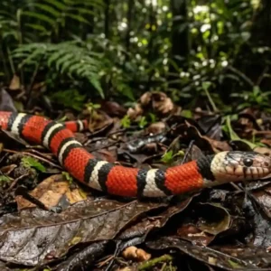 Como o blefe evolutivo da falsa-coral confunde predadores e desafia a sobrevivência na imensidão da floresta Amazônica