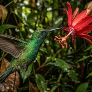 Como o metabolismo extremo do beija-flor exige visitas a duas mil flores diárias para garantir sua sobrevivência na floresta Amazônica