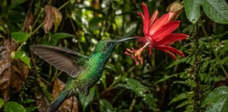 Como o metabolismo extremo do beija-flor exige visitas a duas mil flores diárias para garantir sua sobrevivência na floresta Amazônica