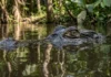 Como a etimologia tupi da palavra jacaré traduz com precisão cirúrgica a tática de caça oculta dos répteis amazônicos