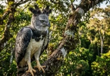Como o turismo comunitário na Floresta Nacional do Tapajós ajuda a salvar o gavião-real da extinção na Amazônia