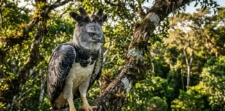 Como o turismo comunitário na Floresta Nacional do Tapajós ajuda a salvar o gavião-real da extinção na Amazônia