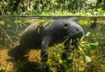 Como a conservação do peixe-boi amazônico e o manejo de macrófitas aquáticas podem regenerar o equilíbrio dos lagos no Pará