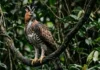 Como o gavião-de-penacho domina o sub-bosque amazônico e complementa o nicho ecológico do gavião-real no Pará