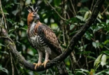 Como o gavião-de-penacho domina o sub-bosque amazônico e complementa o nicho ecológico do gavião-real no Pará