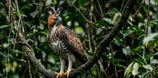 Como o gavião-de-penacho domina o sub-bosque amazônico e complementa o nicho ecológico do gavião-real no Pará