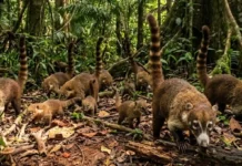 Como a complexa estrutura social do quati revela táticas de cooperação e sobrevivência na densa floresta da Amazônia brasileira