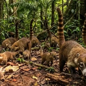 Como a complexa estrutura social do quati revela táticas de cooperação e sobrevivência na densa floresta da Amazônia brasileira