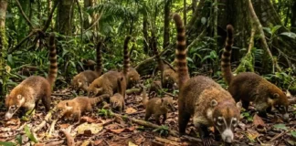 Como a complexa estrutura social do quati revela táticas de cooperação e sobrevivência na densa floresta da Amazônia brasileira
