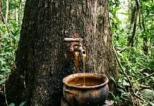Como a ciência moderna valida o óleo de copaíba como o principal anti-inflamatório natural da biodiversidade amazônica
