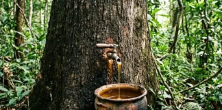 Como a ciência moderna valida o óleo de copaíba como o principal anti-inflamatório natural da biodiversidade amazônica