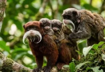Como o sagui-imperador combina bigodes exuberantes com um raro sistema de criação coletiva na floresta amazônica