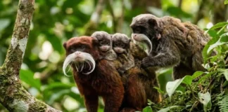 Como o sagui-imperador combina bigodes exuberantes com um raro sistema de criação coletiva na floresta amazônica